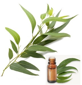 Eucalyptus Radiata HE Bio - Voies respiratoires