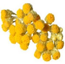 Immortelle Huile essentielle BIO - Helichrysum italicum