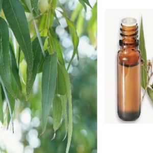 Eucalyptus Globulus H E Bio - Aide ä la respiration