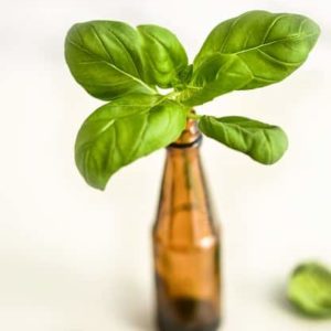 Basilic doux Huile essentielle à linalol - Vertus apaisantes