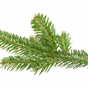Sapin de Sibérie Bio - Huile Essentielle