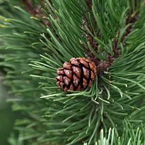 HE Sapin Sibérie - Huile Essentielle - Voies respiratoires